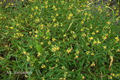 Alysicarpus glumaceus